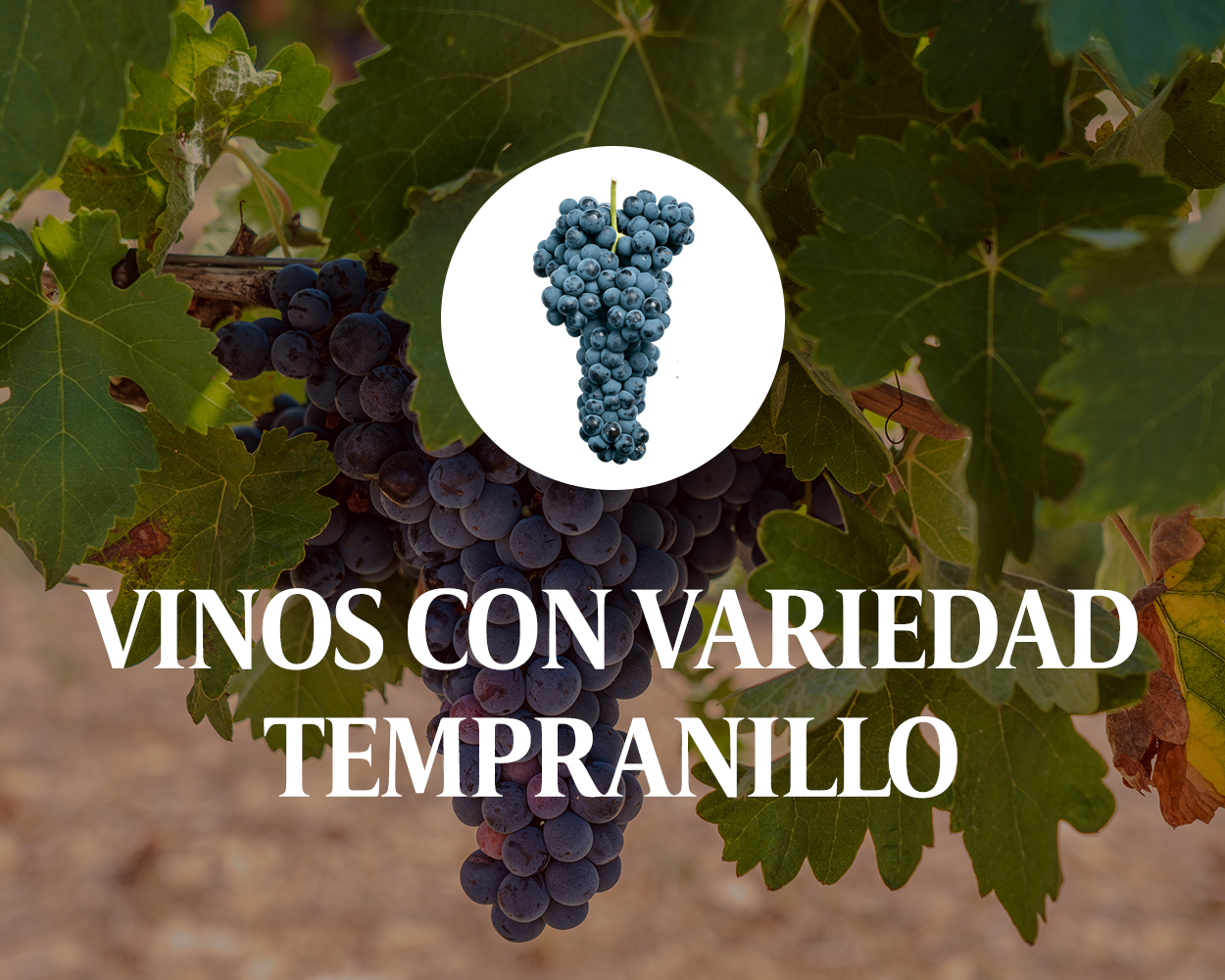 Tempranillo